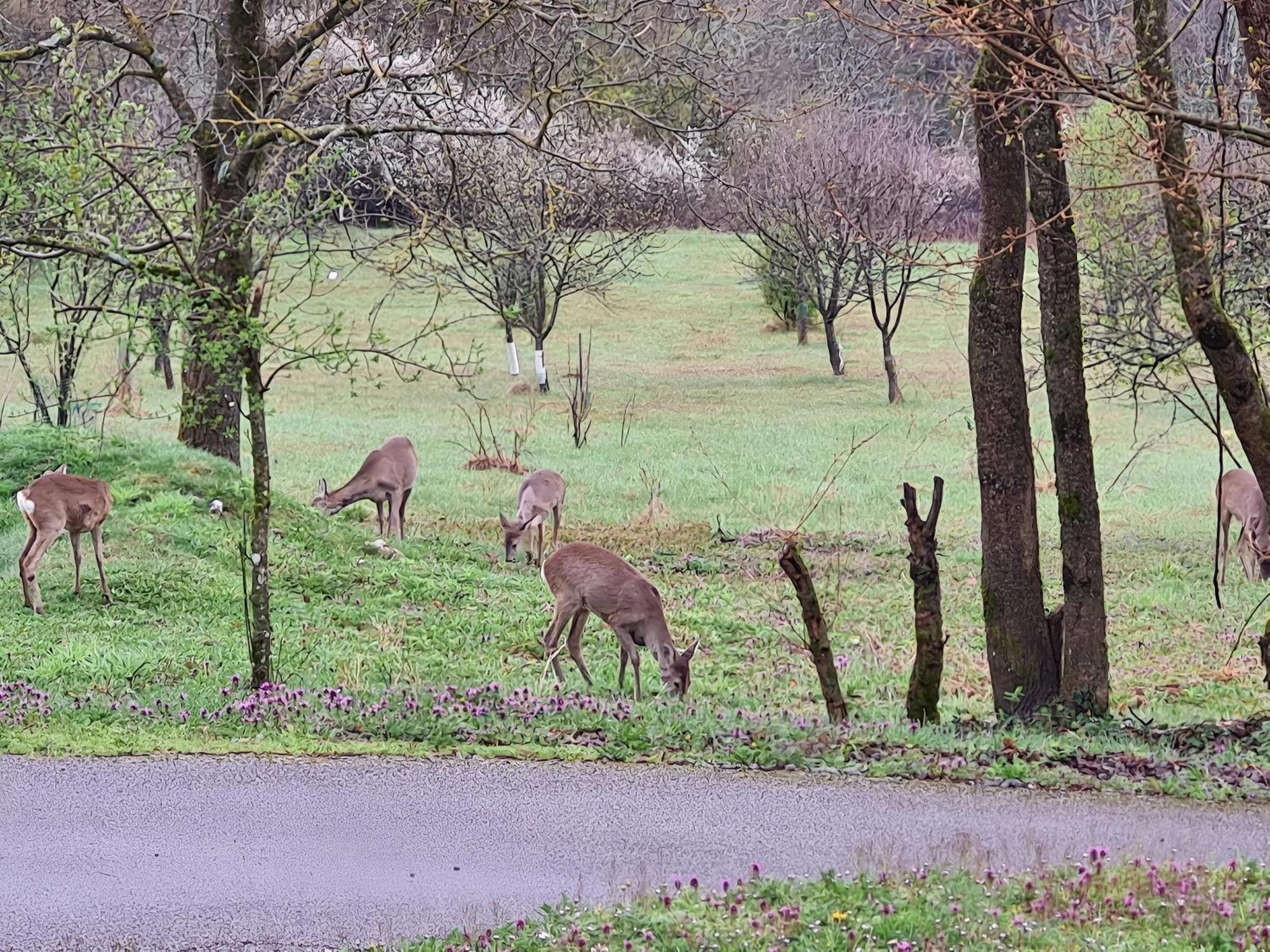 Double Paradise Počitniška hiša Slunj